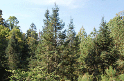Abies religiosa