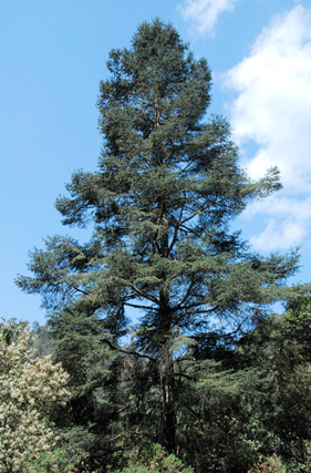 Abies religiosa