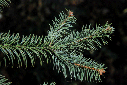 Abies religiosa