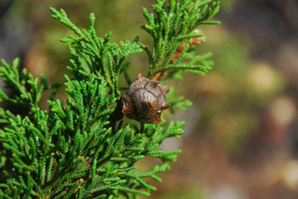 Cupressus lindleyi