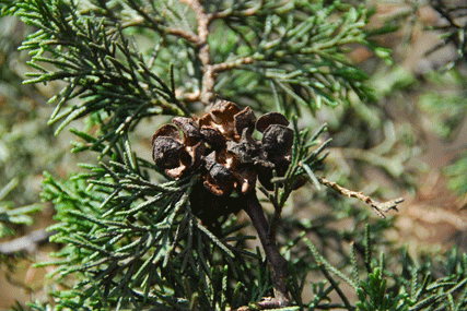 Cupressus lindleyi