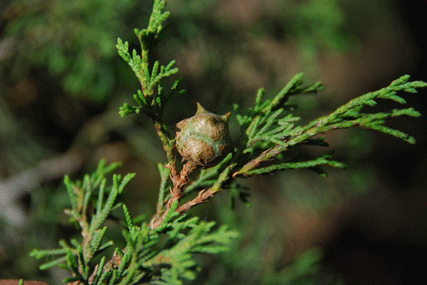 Cupressus lindleyi