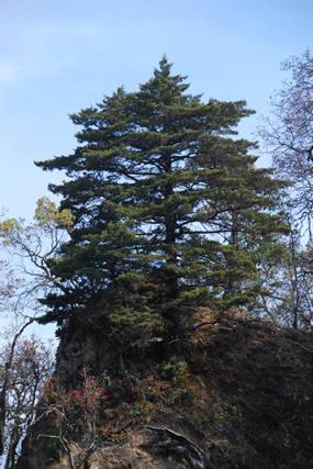 Cupressus lindleyi