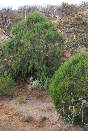 Juniperus flaccida