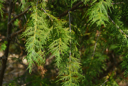 Juniperus flaccida
