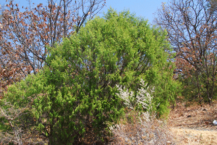 Juniperus flaccida