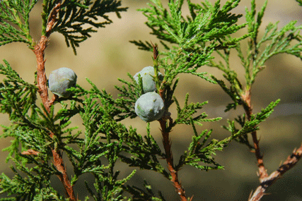 Juniperus flaccida