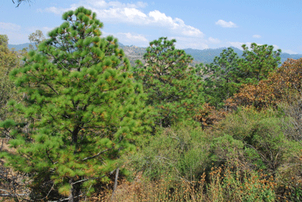 Pinus devoniana