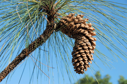 Pinus devoniana
