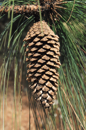 Pinus devoniana