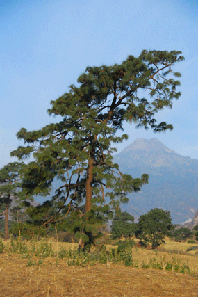 Pinus devoniana
