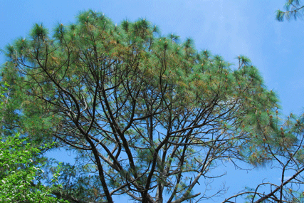 Pinus douglasiana