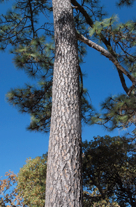 Pinus engelmannii