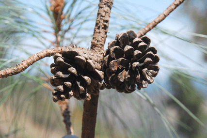 Pinus lawsonii