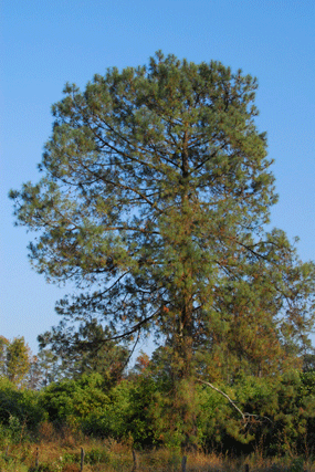 Pinus lawsonii