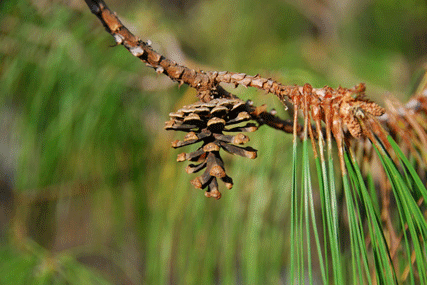 Pinus lumholtzii