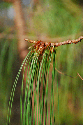 Pinus lumholtzii