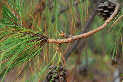 Pinus luzmariae