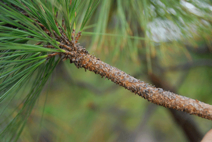 Pinus luzmariae