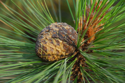 Pinus luzmariae