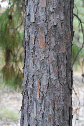 Pinus luzmariae