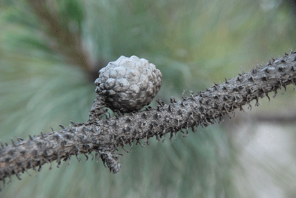 Pinus luzmariae