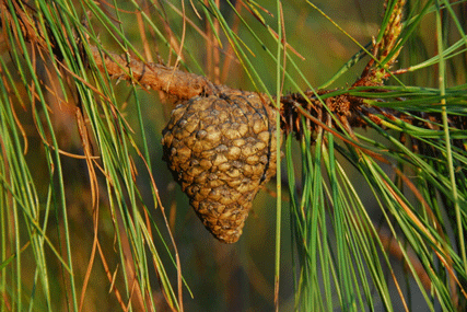 Pinus luzmariae