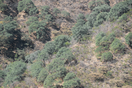 Pinus maximartinezii