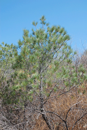 Pinus maximartinezii