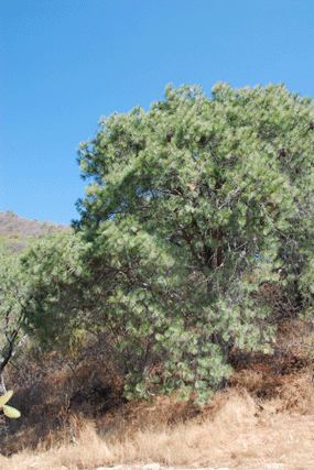 Pinus maximartinezii