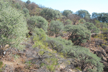 Pinus maximartinezii