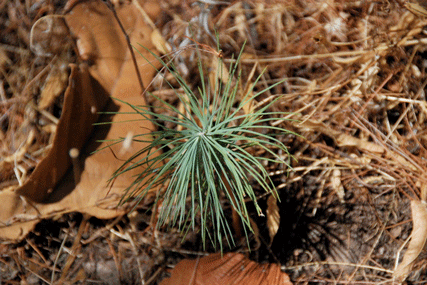 Pinus maximartinezii