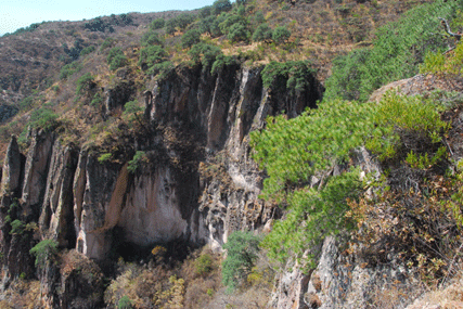 Pinus maximartinezii