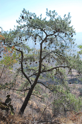 Pinus maximartinezii