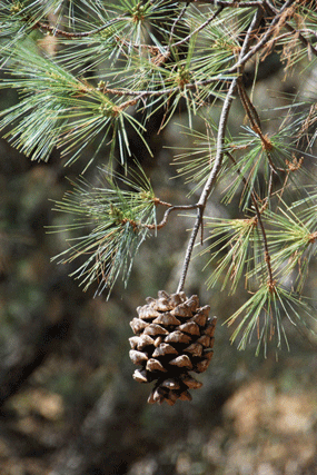 Pinus maximartinezii