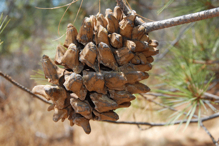 Pinus maximartinezii