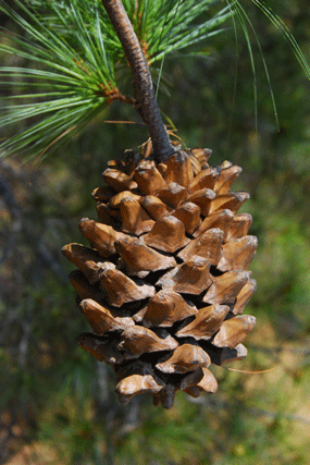 Pinus maximartinezii