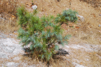 Pinus maximartinezii
