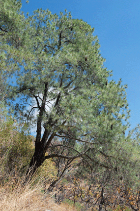 Pinus maximartinezii
