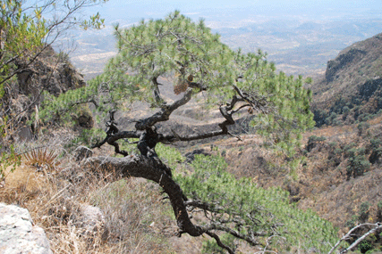 Pinus maximartinezii