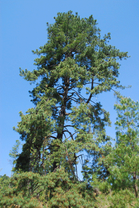 Pinus montezumae