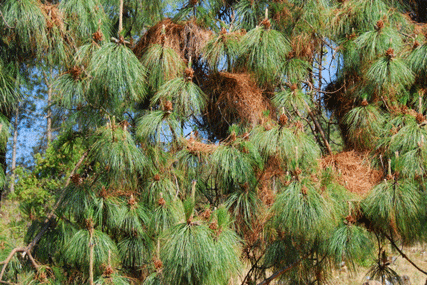 Pinus montezumae