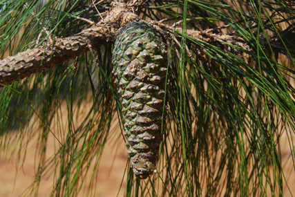 Pinus montezumae