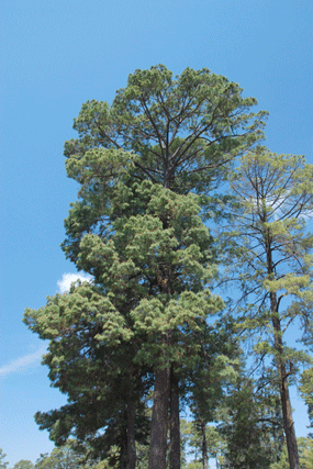 Pinus montezumae