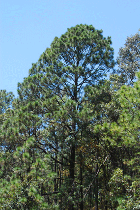 Pinus montezumae