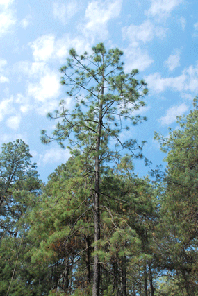 Pinus montezumae