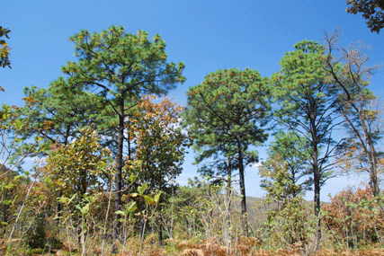 Pinus oocarpa