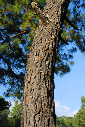 Pinus oocarpa