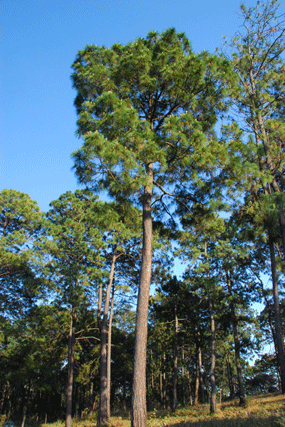 Pinus oocarpa