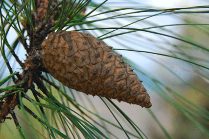 Pinus pringlei